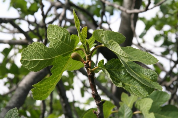 Onky leaves, No Fruit