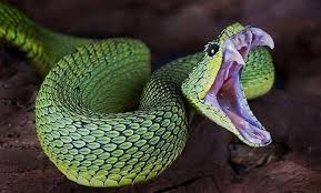 Evicting the Serpent!&nbsp;1/3