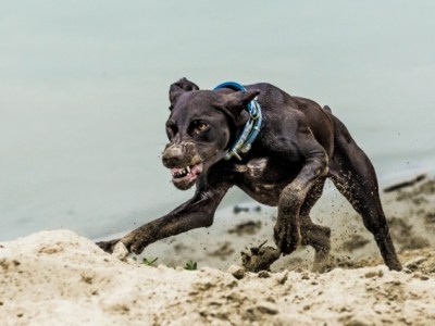 Guarding Against The&nbsp;Stray!!.